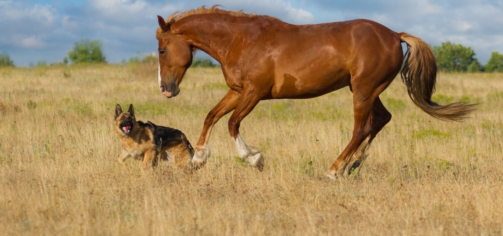 Midland, TX 79706 Veterinary Services Cobb Veterinary Clinic