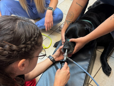 small animal additional services