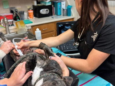 small animal diagnostics services