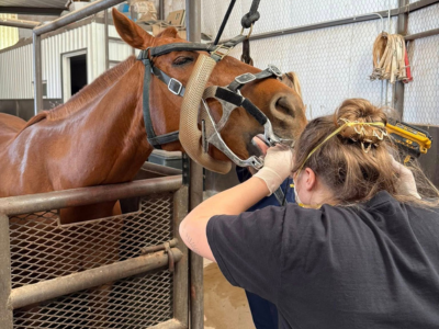 Cobb - Equine Wellness